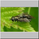 Eumerus sp - Schwebfliege 01 6mm.jpg